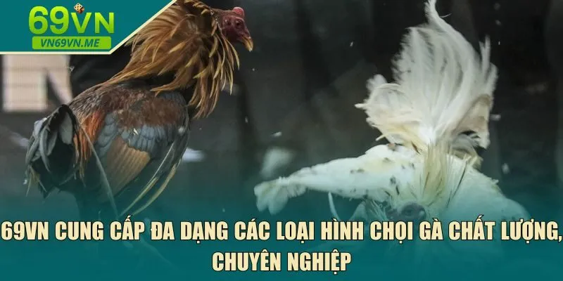 69VN cung cấp đa dạng các loại hình 