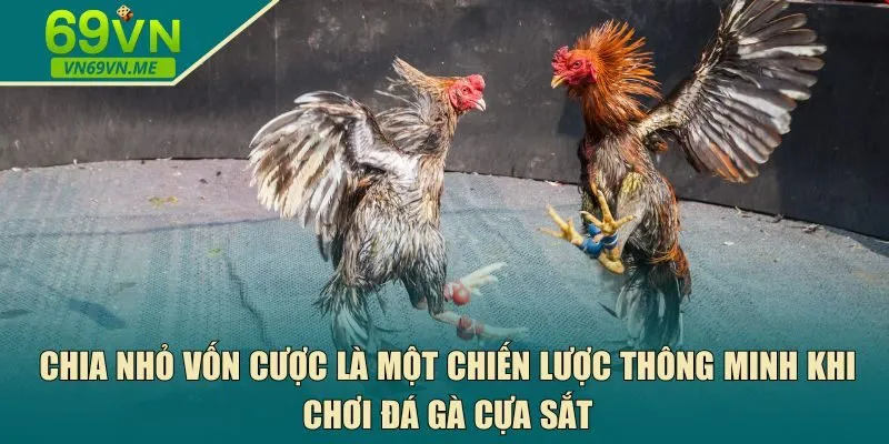chơi đá gà cựa sắt