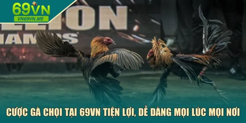 Cược gà chọi tại 69VN tiện lợi