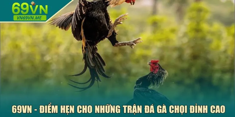 Đá gà chọi