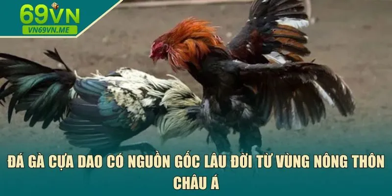 Đá gà cựa dao có nguồn gốc lâu đời