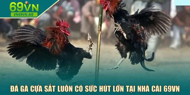 Đá gà cựa sắt 