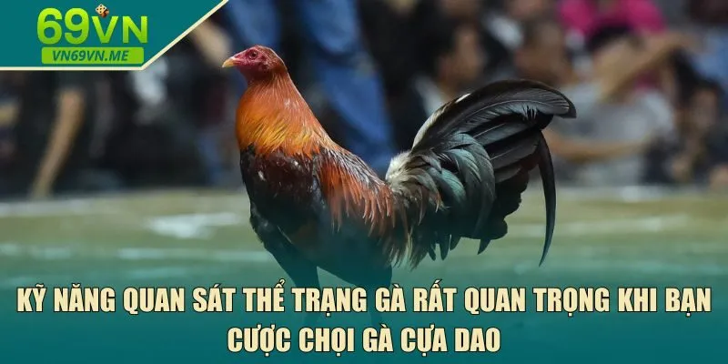 Kỹ năng quan sát thể trạng gà