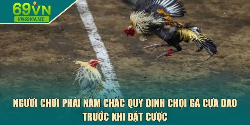quy định chọi gà cựa dao