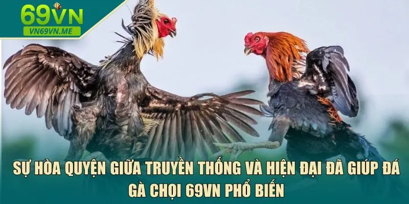 đá gà chọi 69VN phổ biến